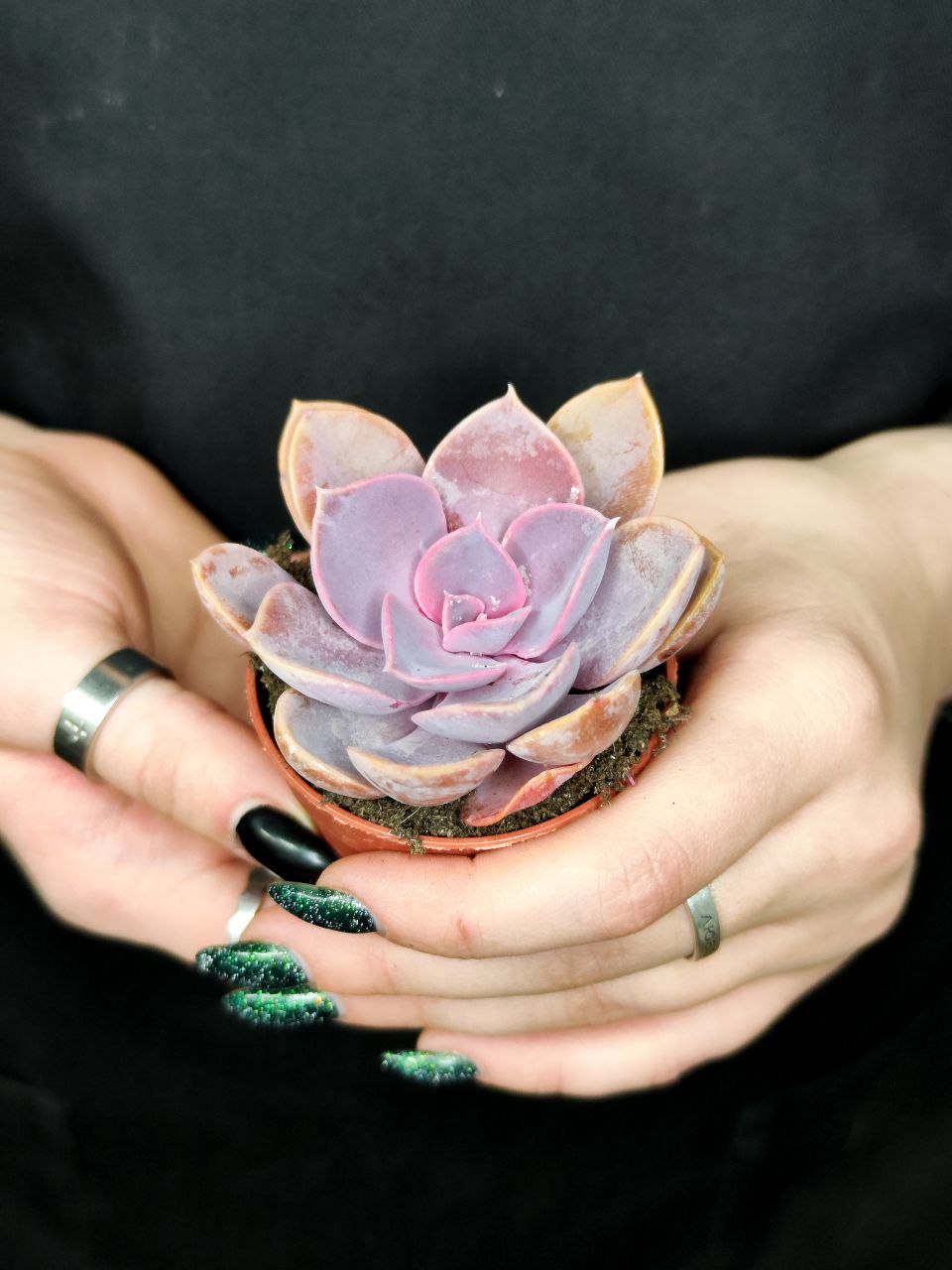 Эхеверия Жемчужина Нюрнберга (Echeveria Perle von Nurnberg) D5см