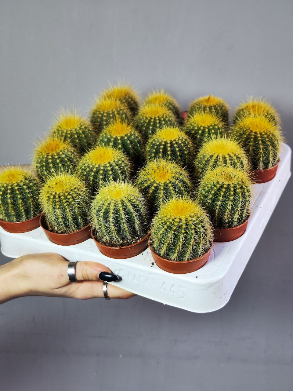 Нотокактус Вараси (Notocactus Warasii) D5см