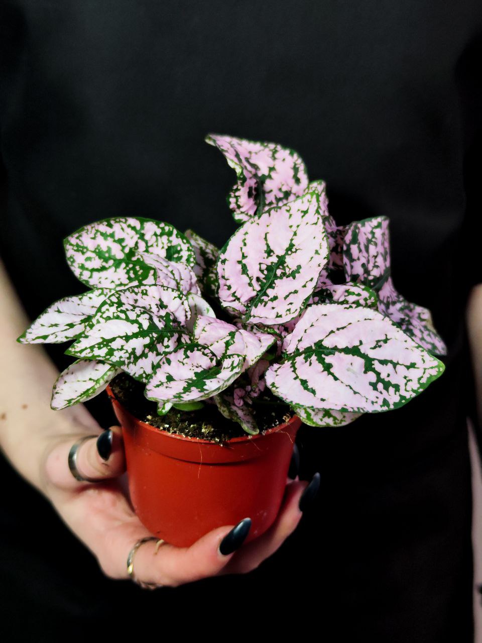 Гипоэстес Листоколосковый Пинк (Hypoestes Phyllostachya Pink) D8см