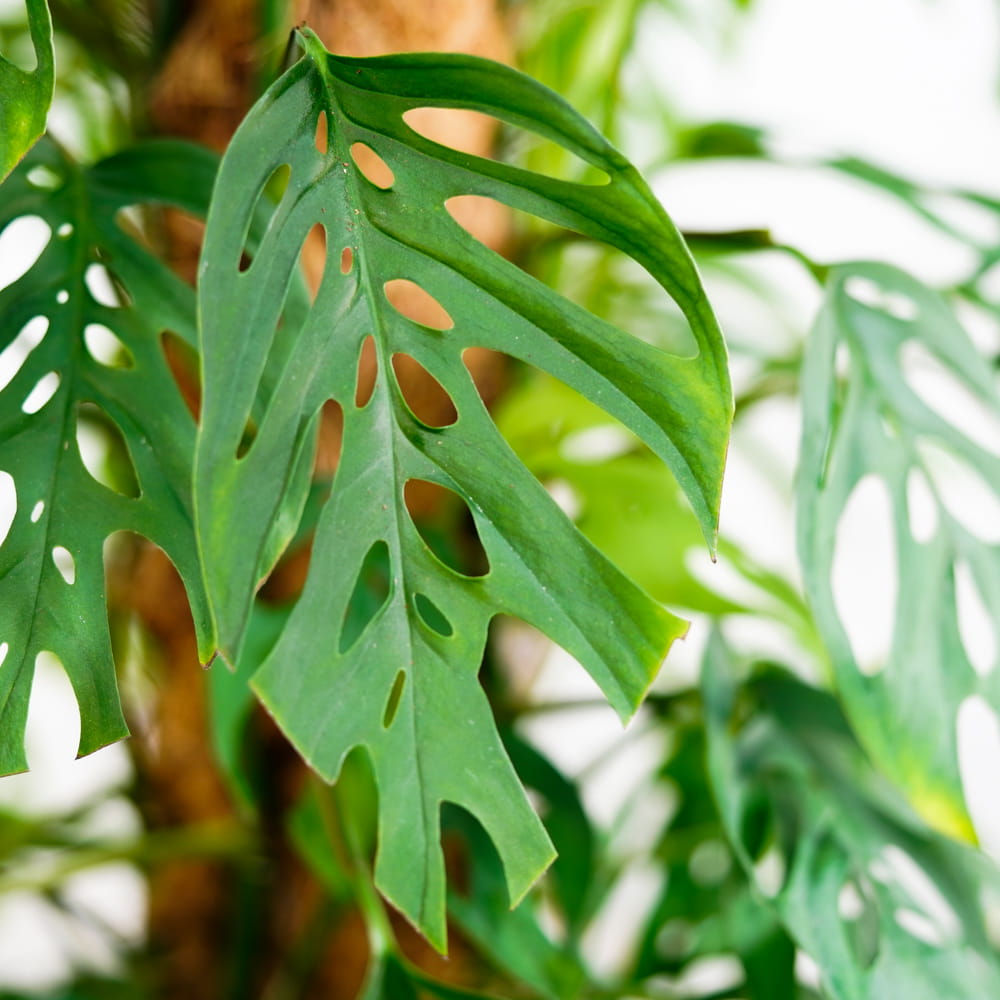 Монстера Акумината (Monstera Acuminata) D6см
