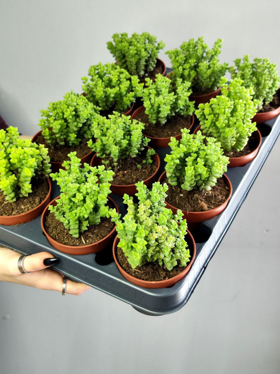 Крассула Рупестрис Том Тумб (Crassula Tom Thub) D8,5см