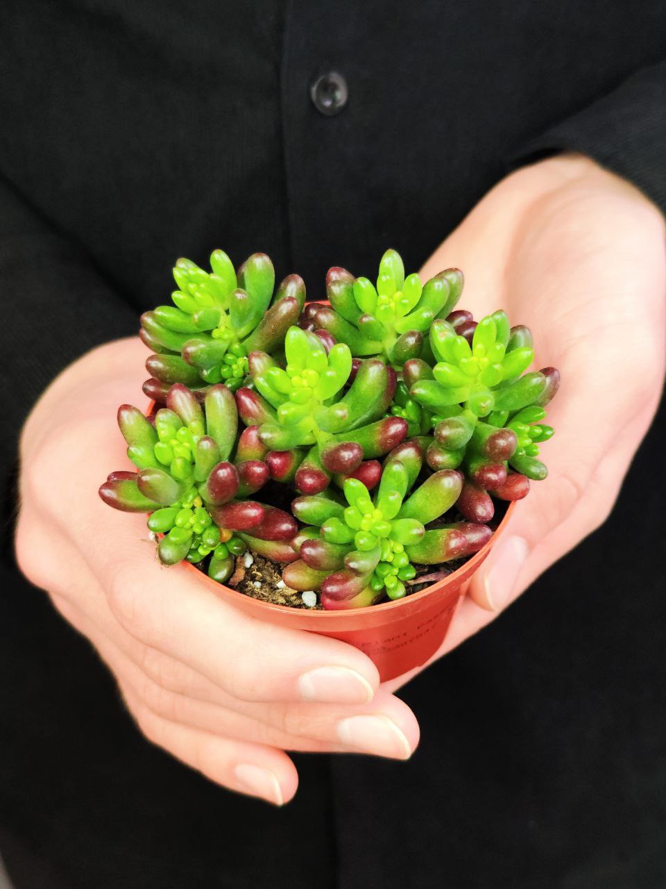 Седум Рубротинктум Аврора (Sedum Rubrotinctum Aurora) D8см