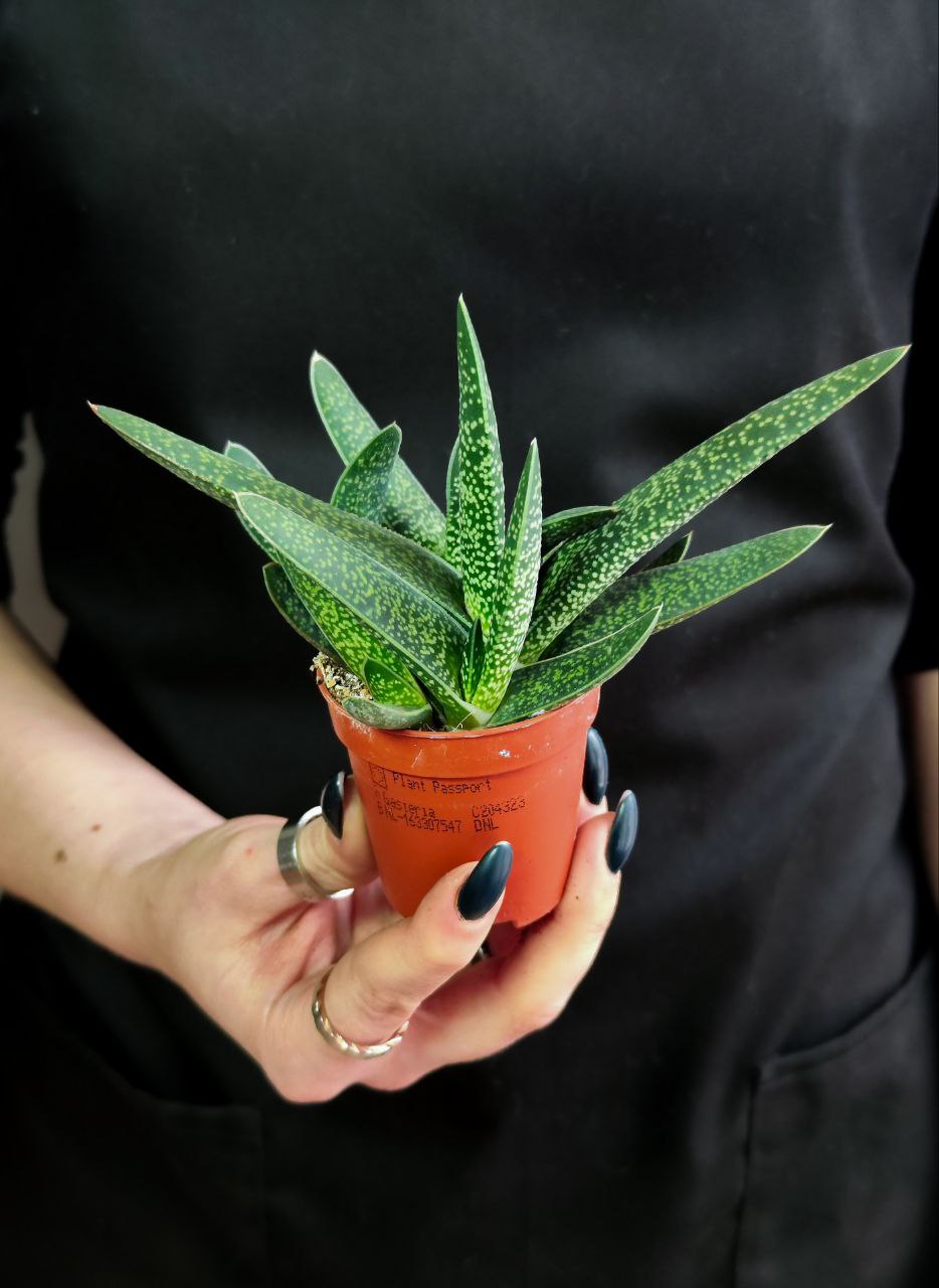 Гастерия Пятнистая (Gasteria Maculata) D5см