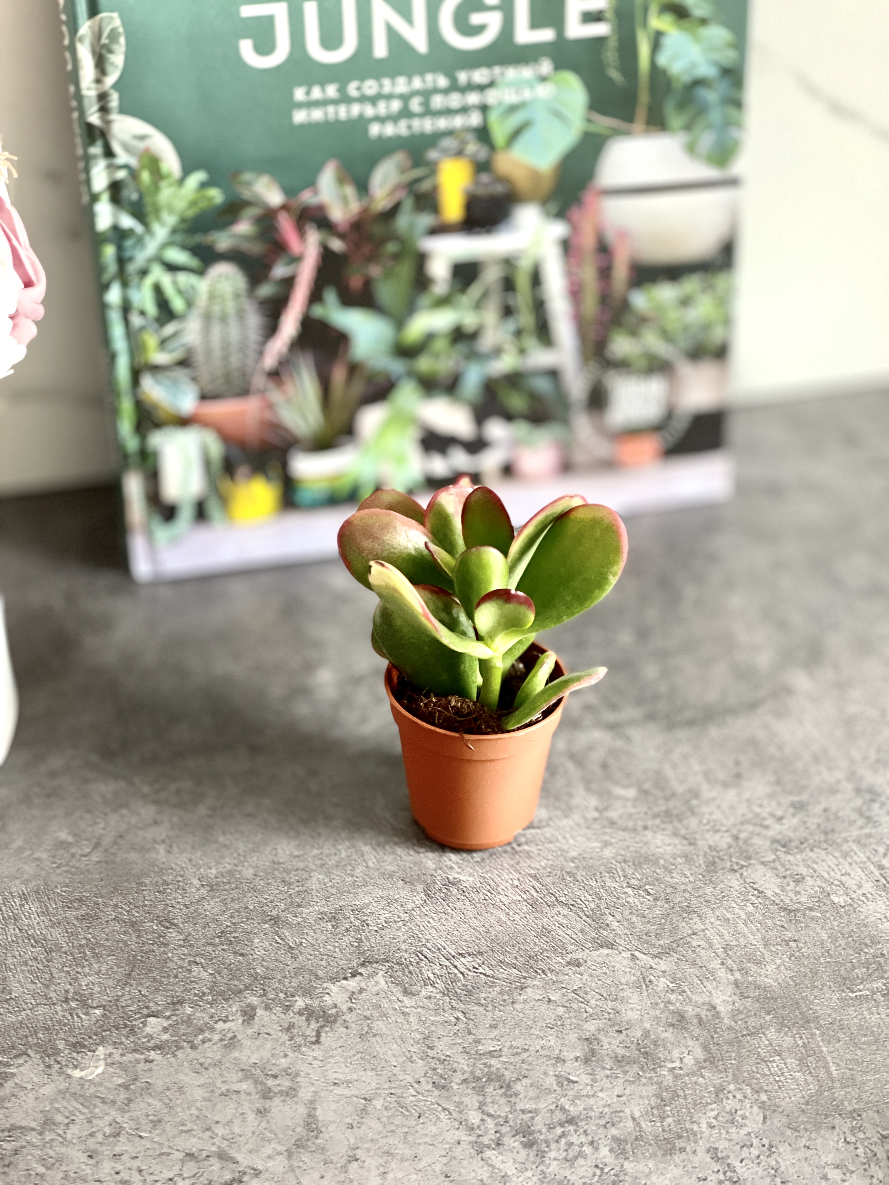 Крассула Овата Сансет (Crassula Ovata Sunset) D5см