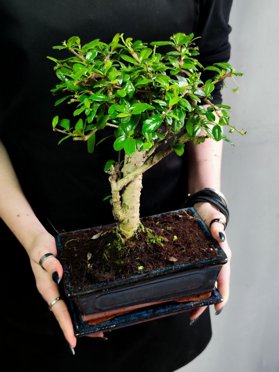 Бонсай Кармона мелколистная (Carmona Microphylla) D10см