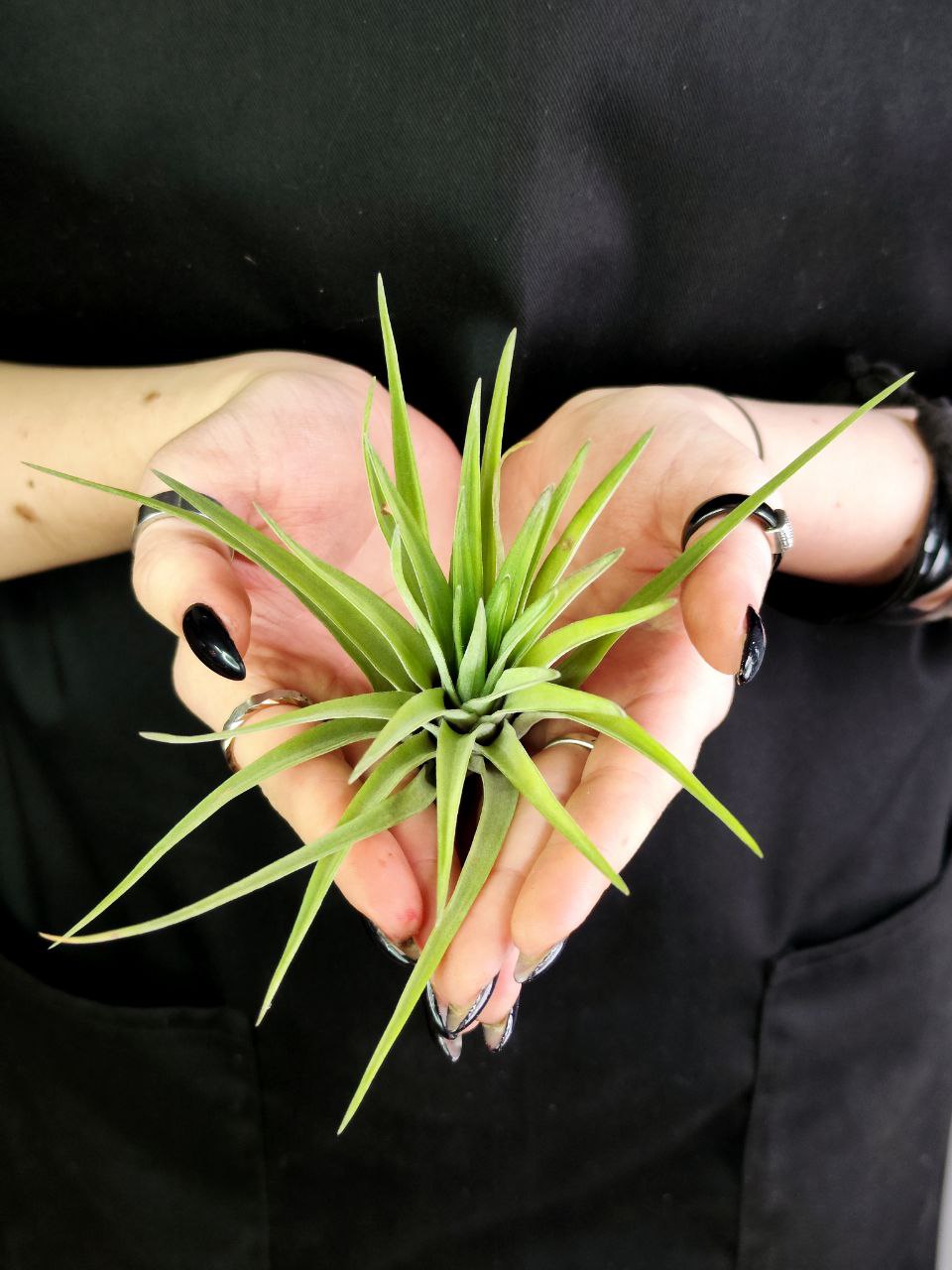Тилландсия Велютина (Tillandsia Velutina)