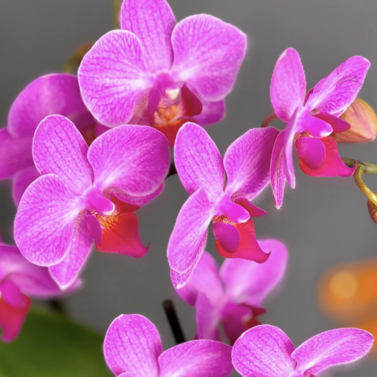 Орхидея Фаленопсис Розовый Фламинго (Phalaenopsis Pink Flamingo) D9см