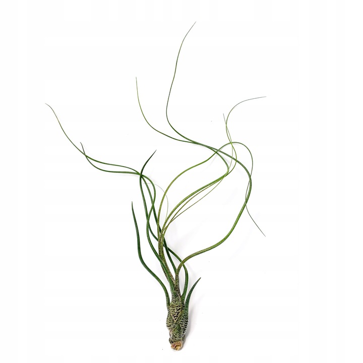 Тилландсия Бутзи (Tillandsia Butzii)