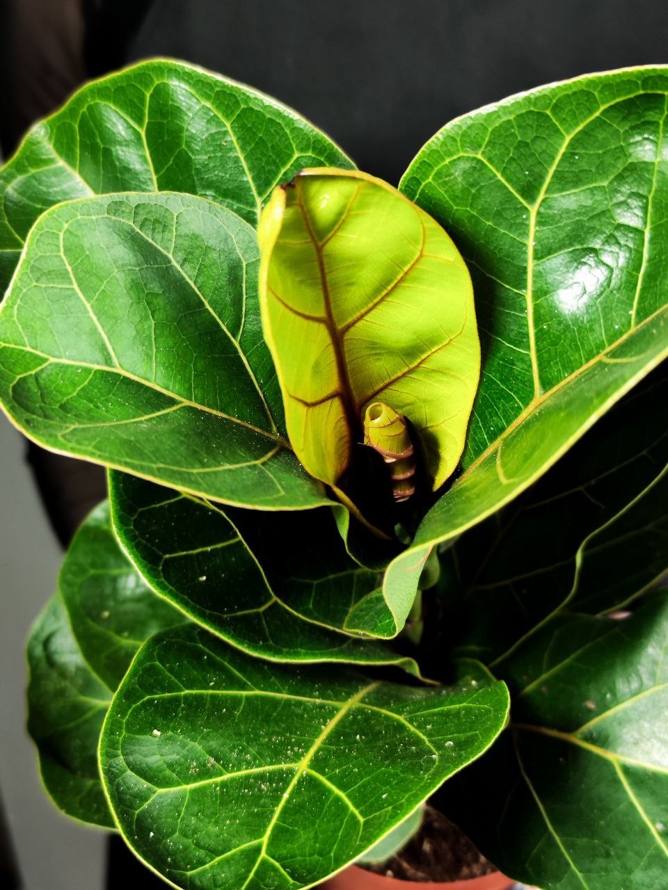 Фикус Лирата Бамбино (Ficus Lyrata Bambino) D12см