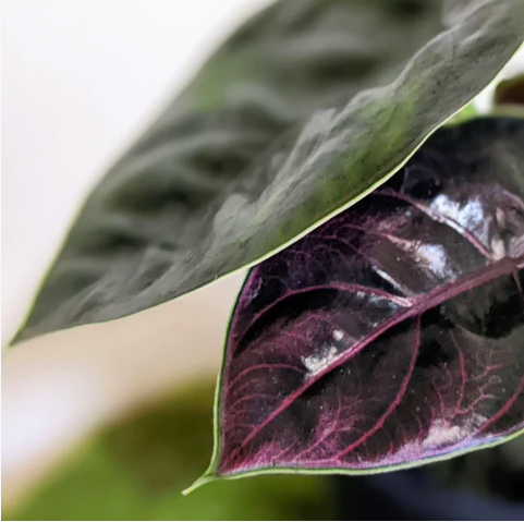 Алоказия Азлани (Alocasia Azlanii) D6см