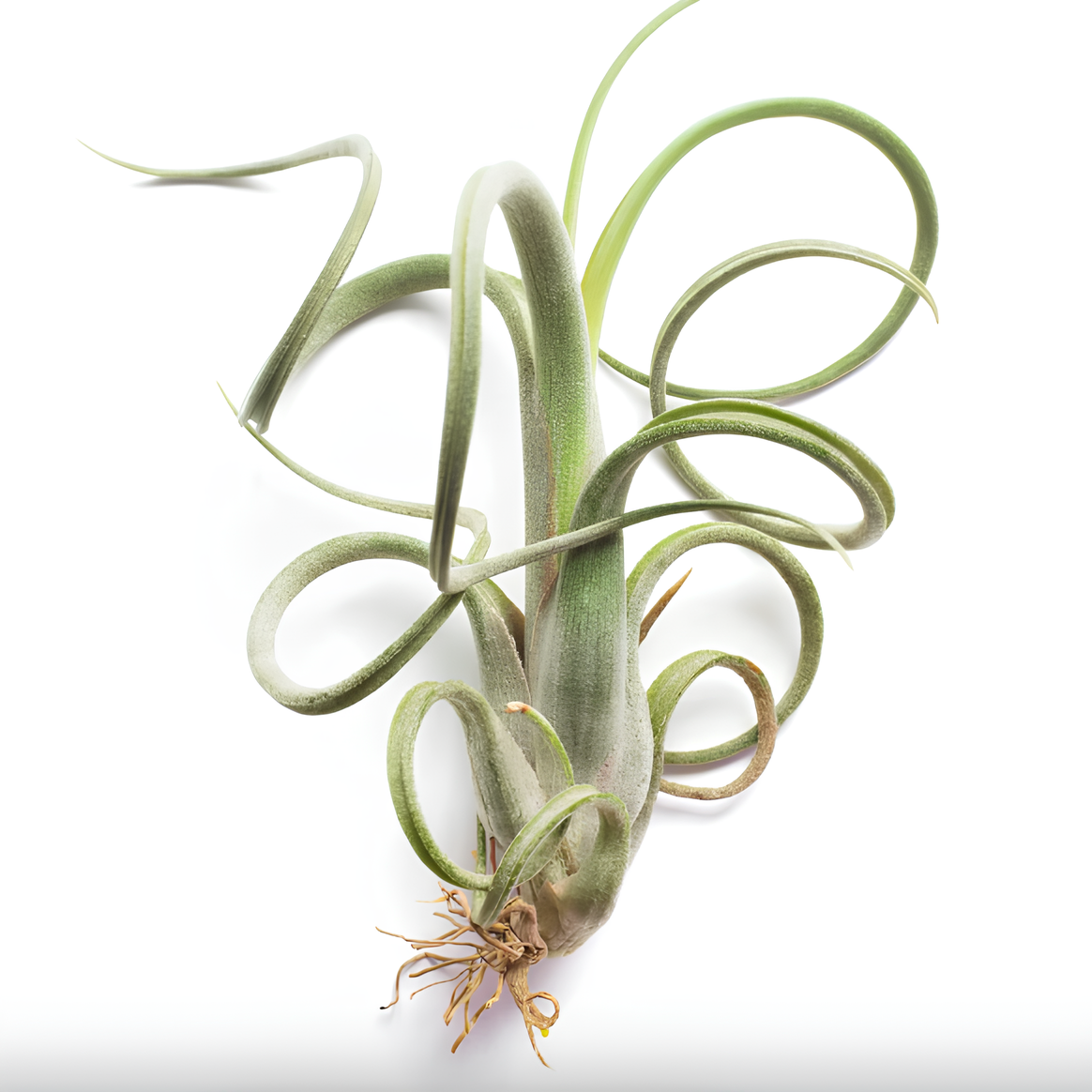 Тилландсия Интермедиа (Tillandsia Intermedia)