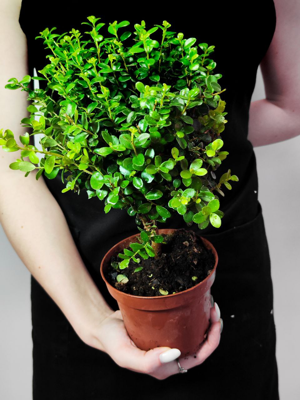 Мирсина Африканская (Myrsine Africana) D12см
