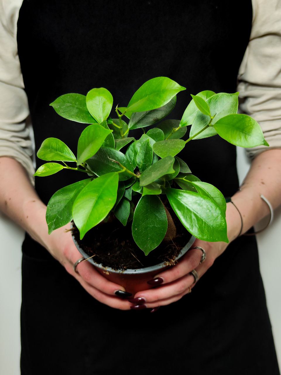 Фикус Гинсенг, или Фикус Женьшень (Ficus Ginseng) D12см