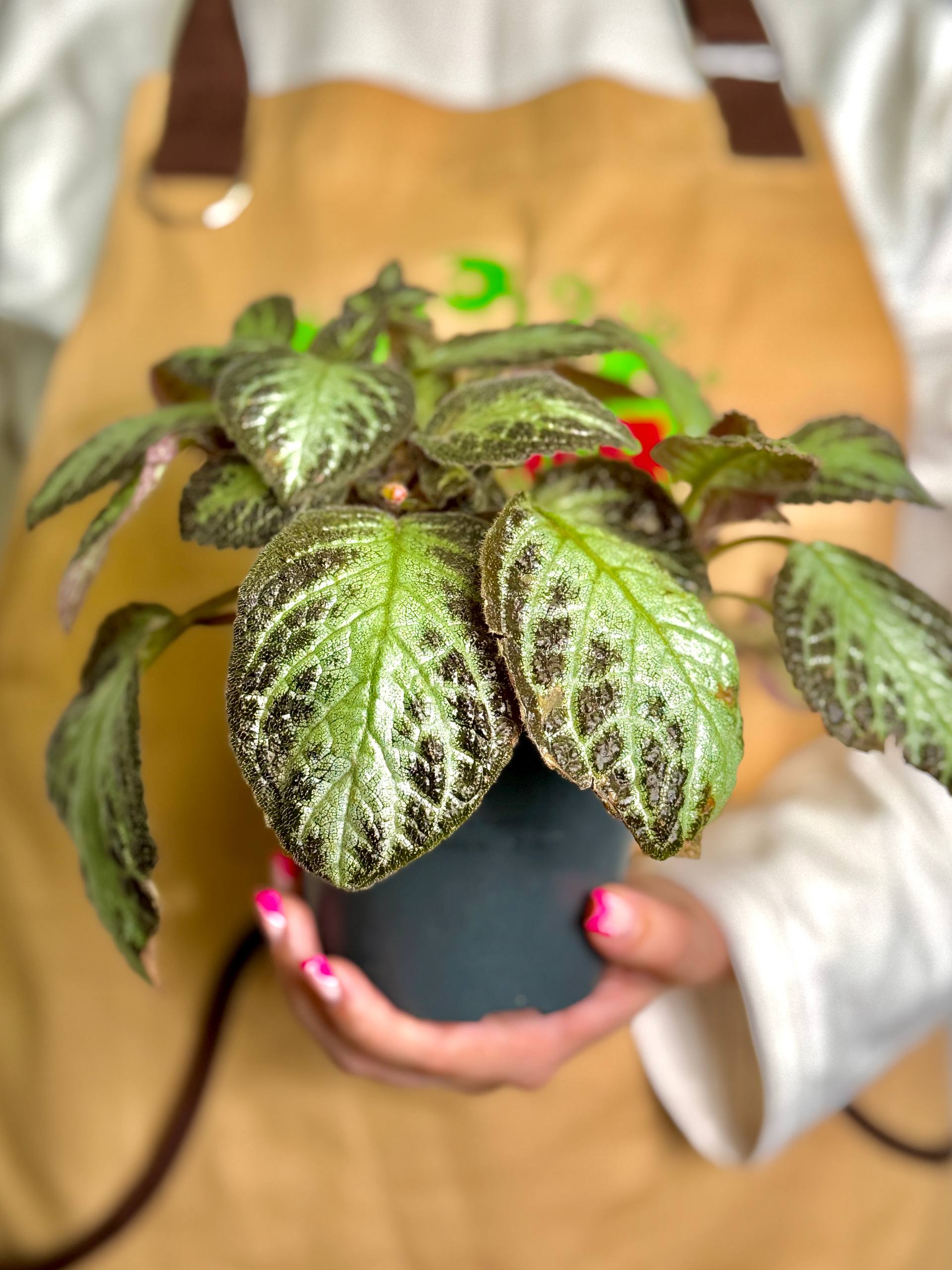 Эписция Серебряное Сияние (Episcia Silver Shield) D12см