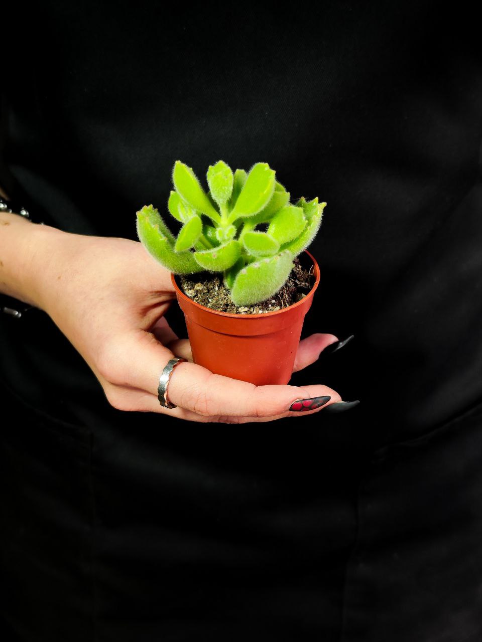 Котиледон Леди Смит (Cotyledon Ladismithiensis) D5см