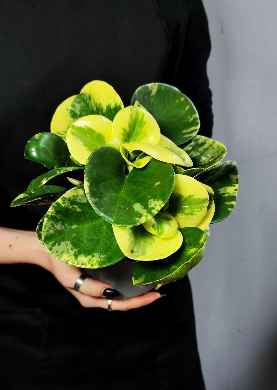 Пеперомия Грин Голд (Peperomia Obtusifolia Green Gold) D11см