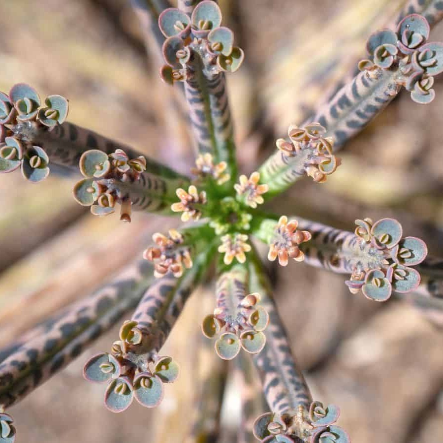 Каланхоэ Тубифлора, или Трубкоцветное (Kalanchoe Tubiflora) D5см