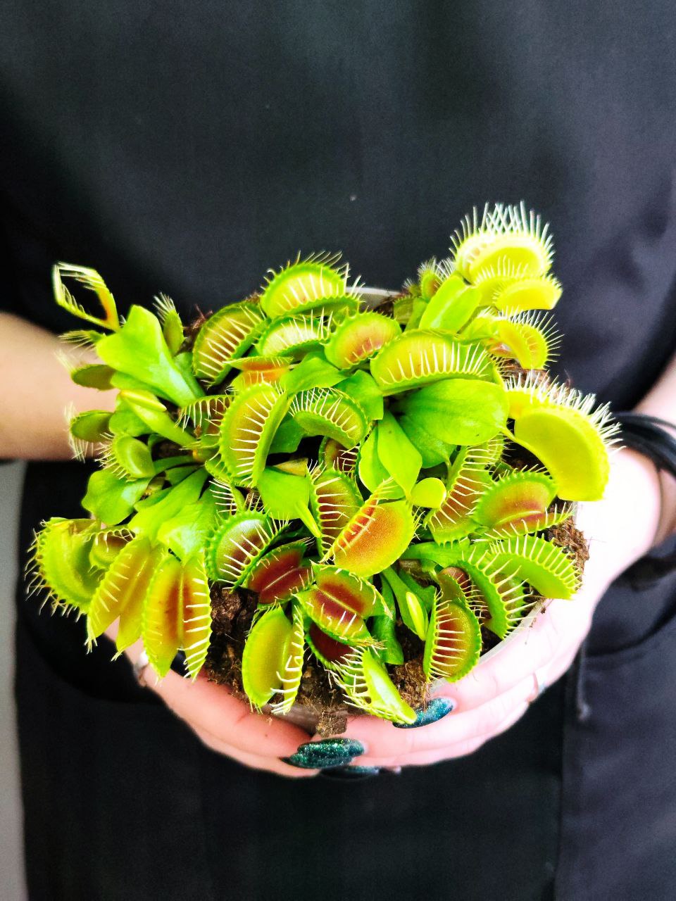 Венерина Мухоловка "Змей Горыныч" (Dionaea Muscipula) D12см