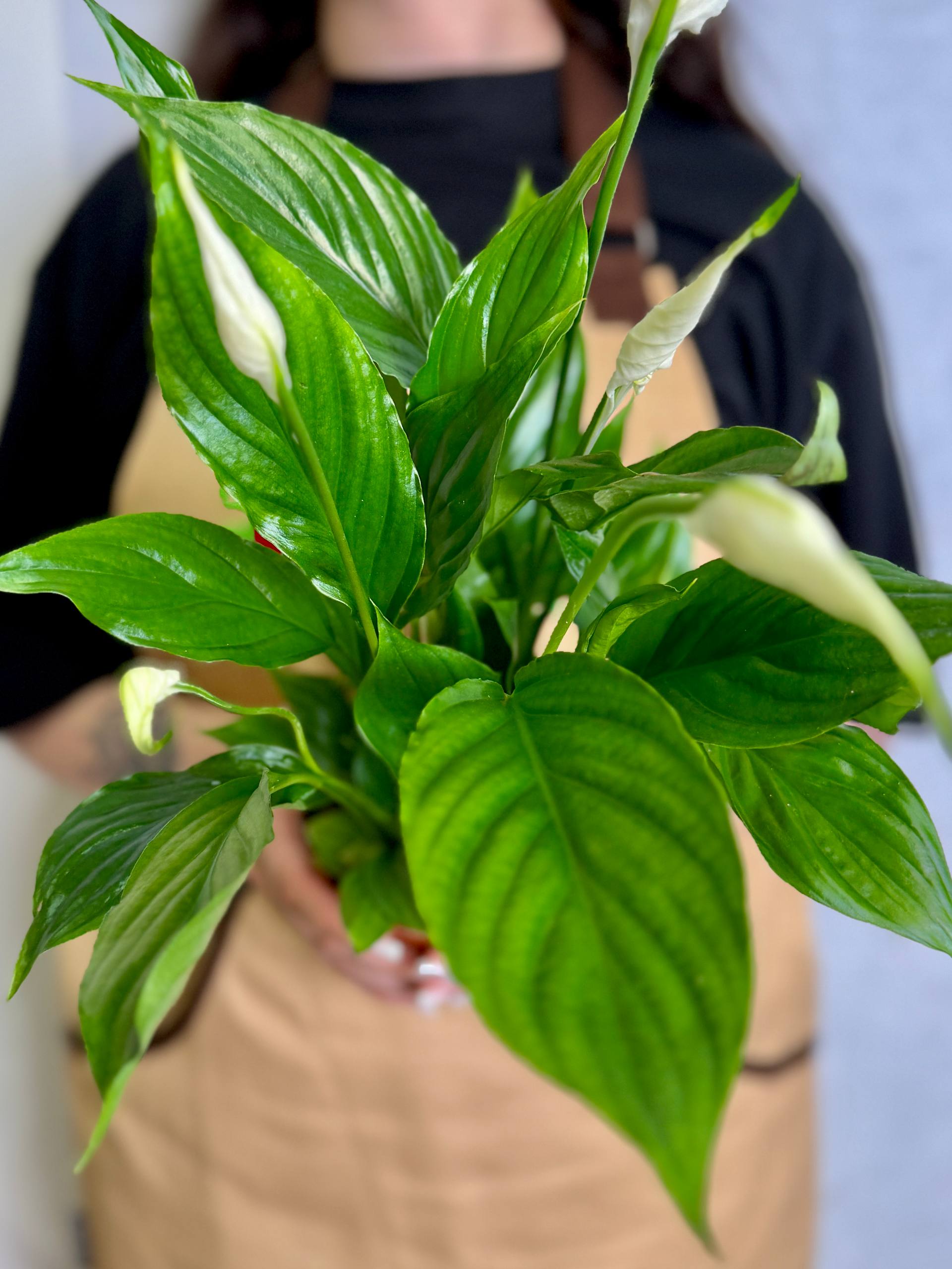 Спатифиллум Торелли (Spathiphyllum Torelli) D12см