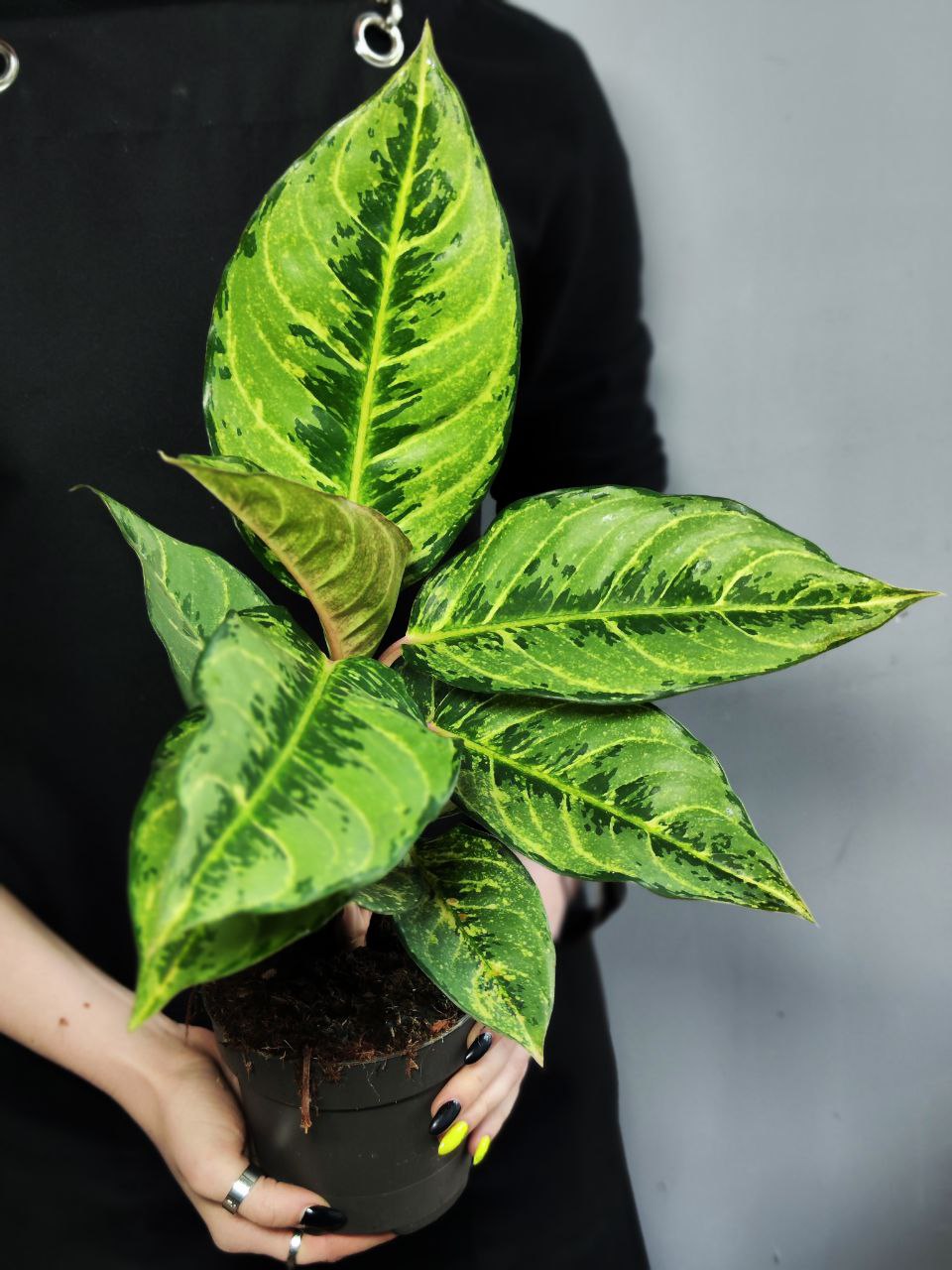 Аглаонема Шартрез Претти (Aglaonema Chartreuse Pretty) D12см
