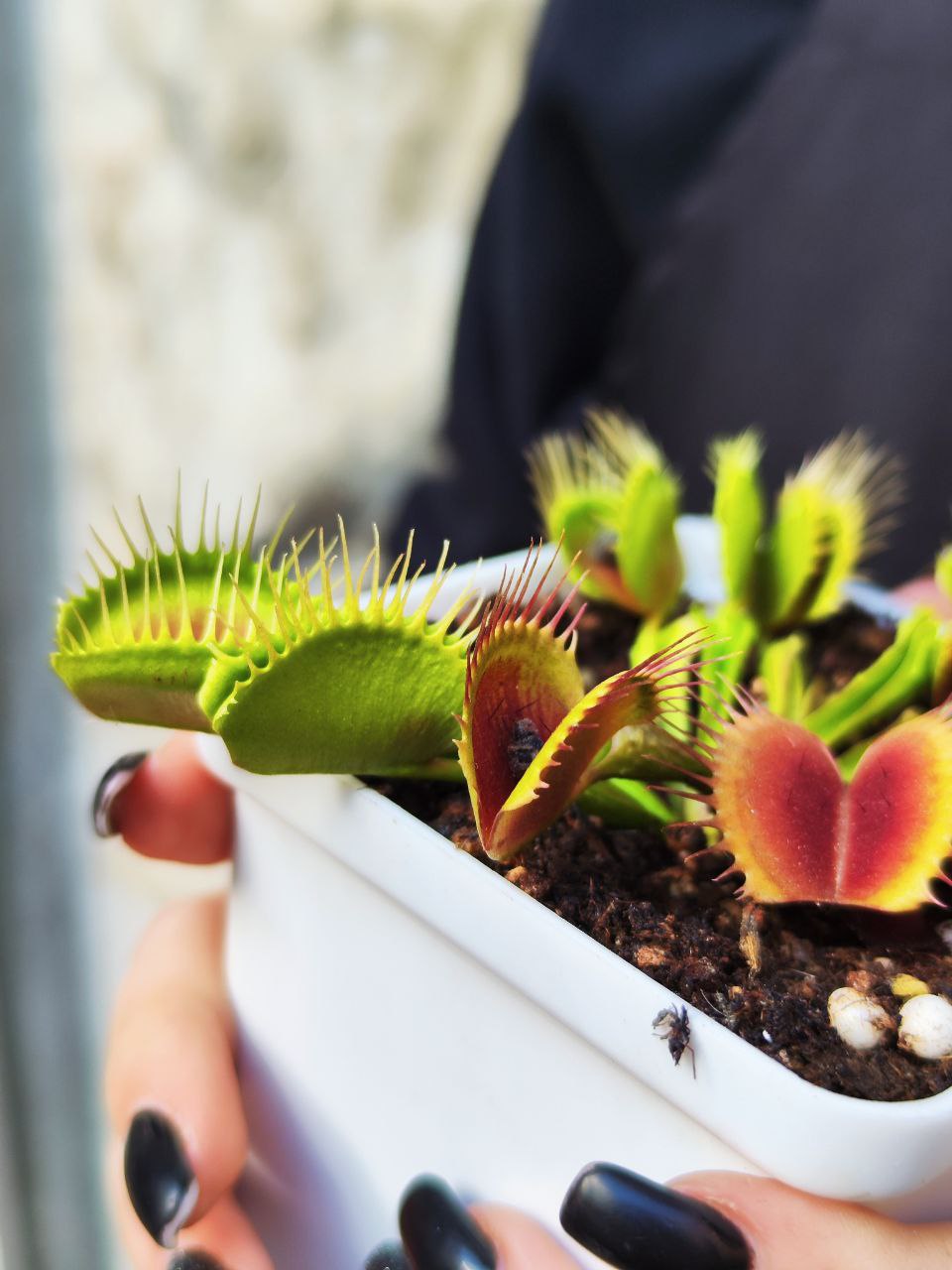 Венерина Мухоловка Рептилия (Dionaea Muscipula Reptile) D9см