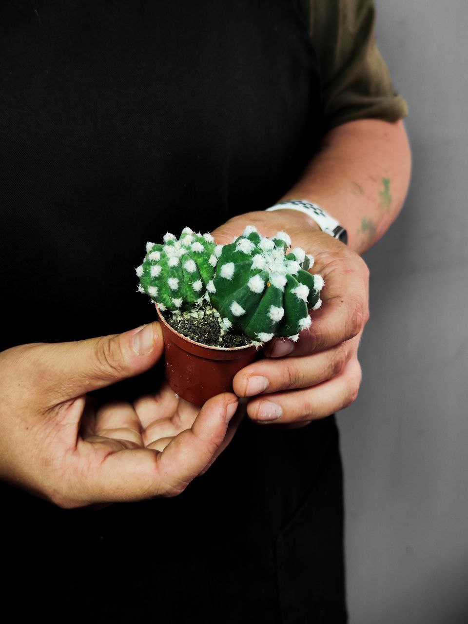 Кактус Эхинопсис Денудатум Груп (Echinopsis Denudatum Group) D5см