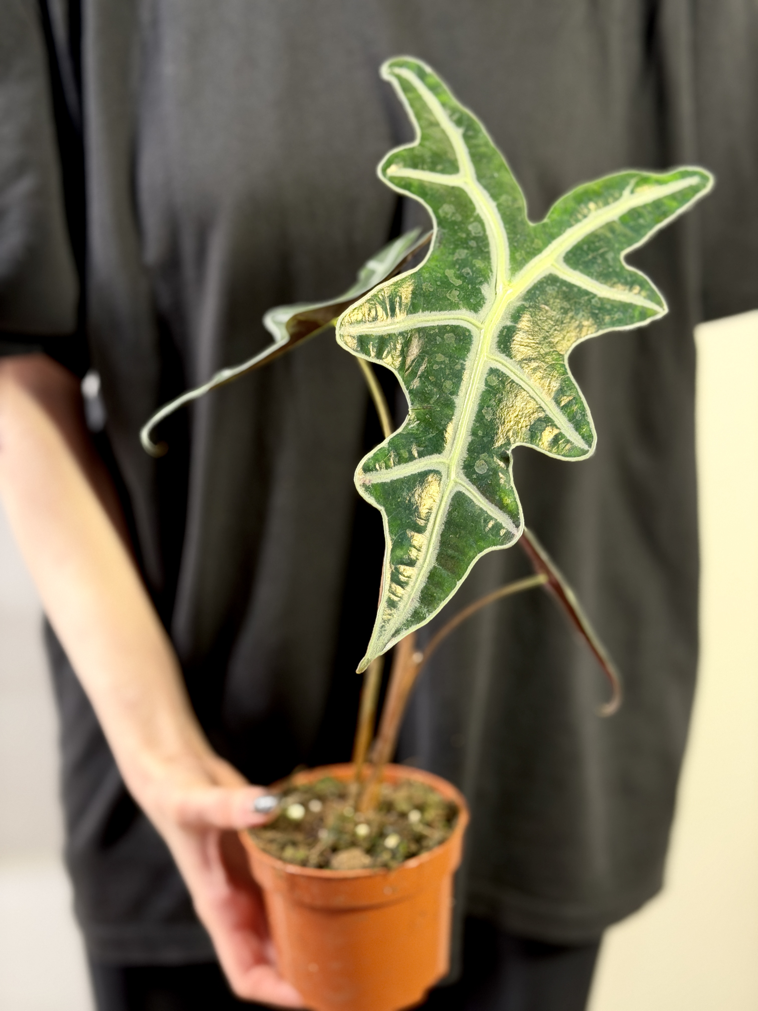 Алоказия Нобилис (Alocasia Sanderiana Nobilis) D10см