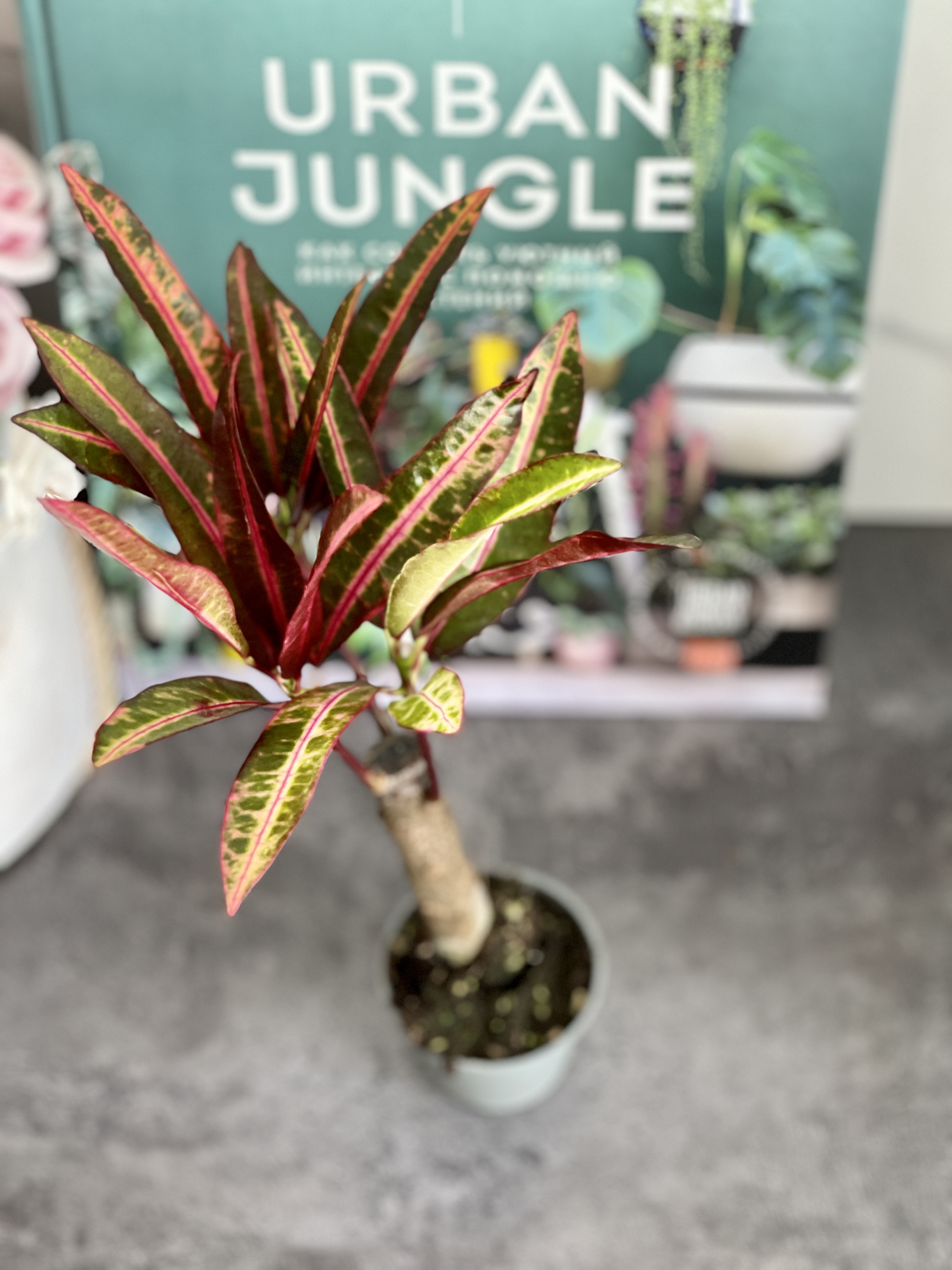 Кодиеум Экскуренс (Codiaeum Excurrens) D6см