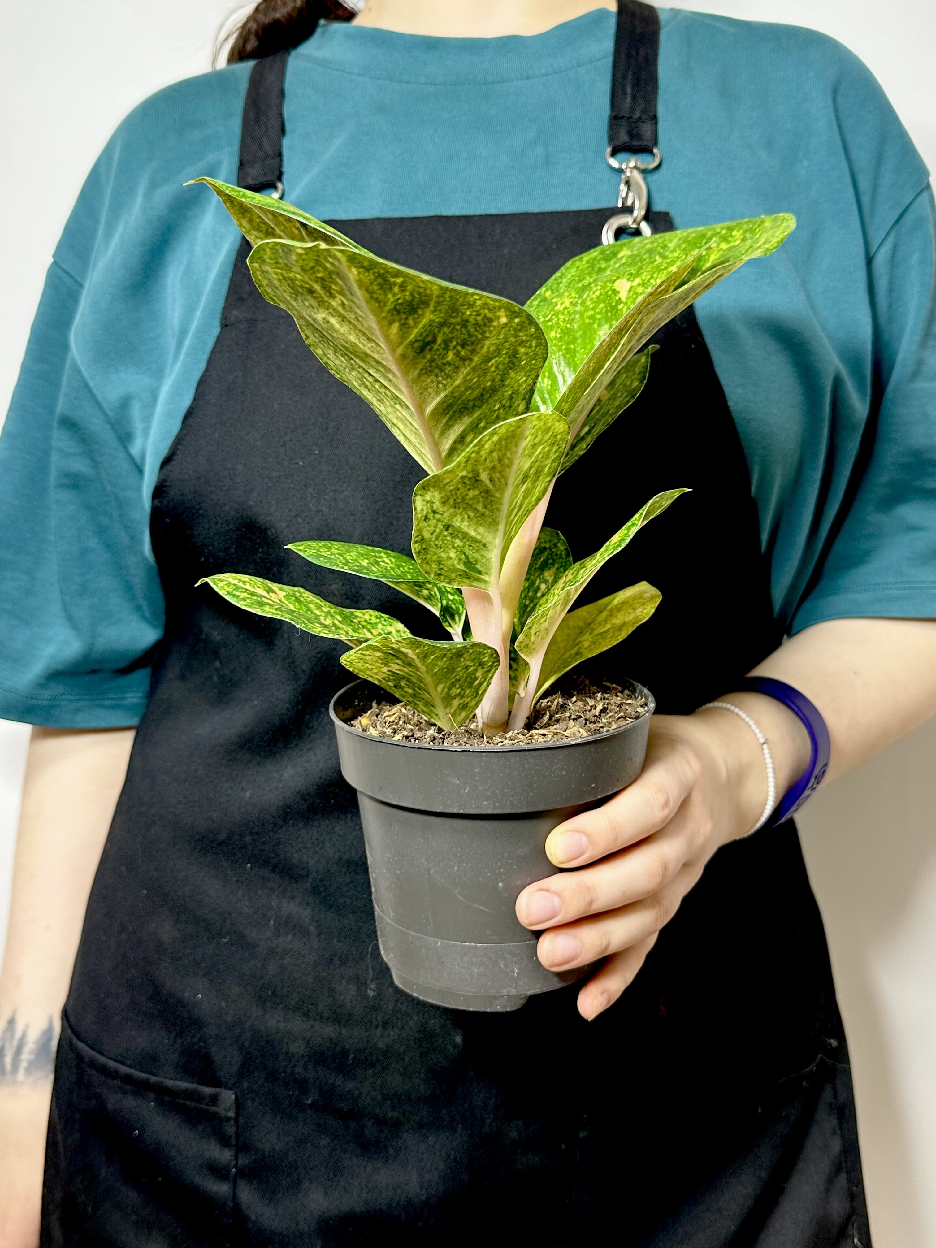 Аглаонема Эпл Грин (Aglaonema Apple Green) D12см