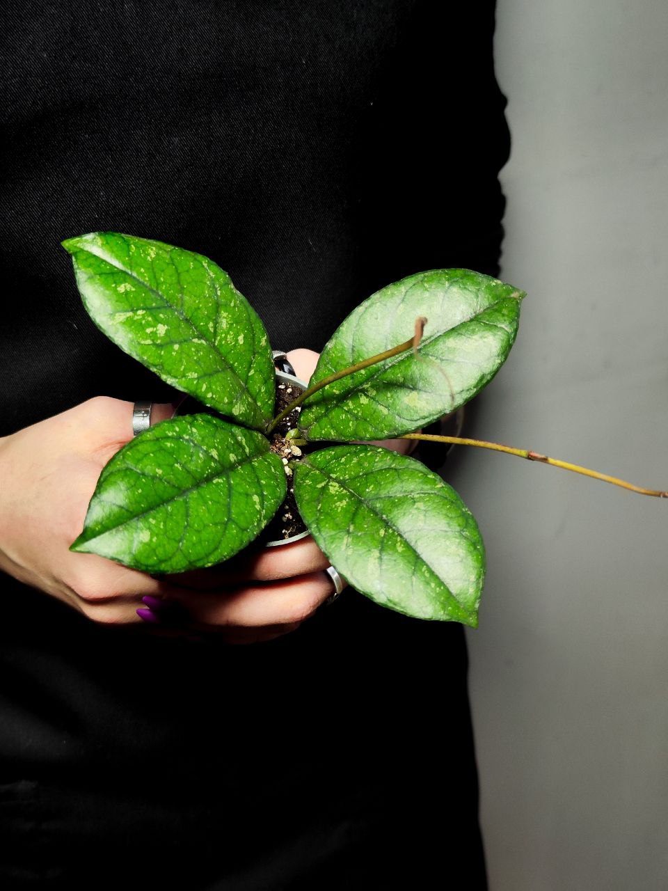 Хойя Каллистофилла Сплеш (Hoya Callistophylla Splash) D6см