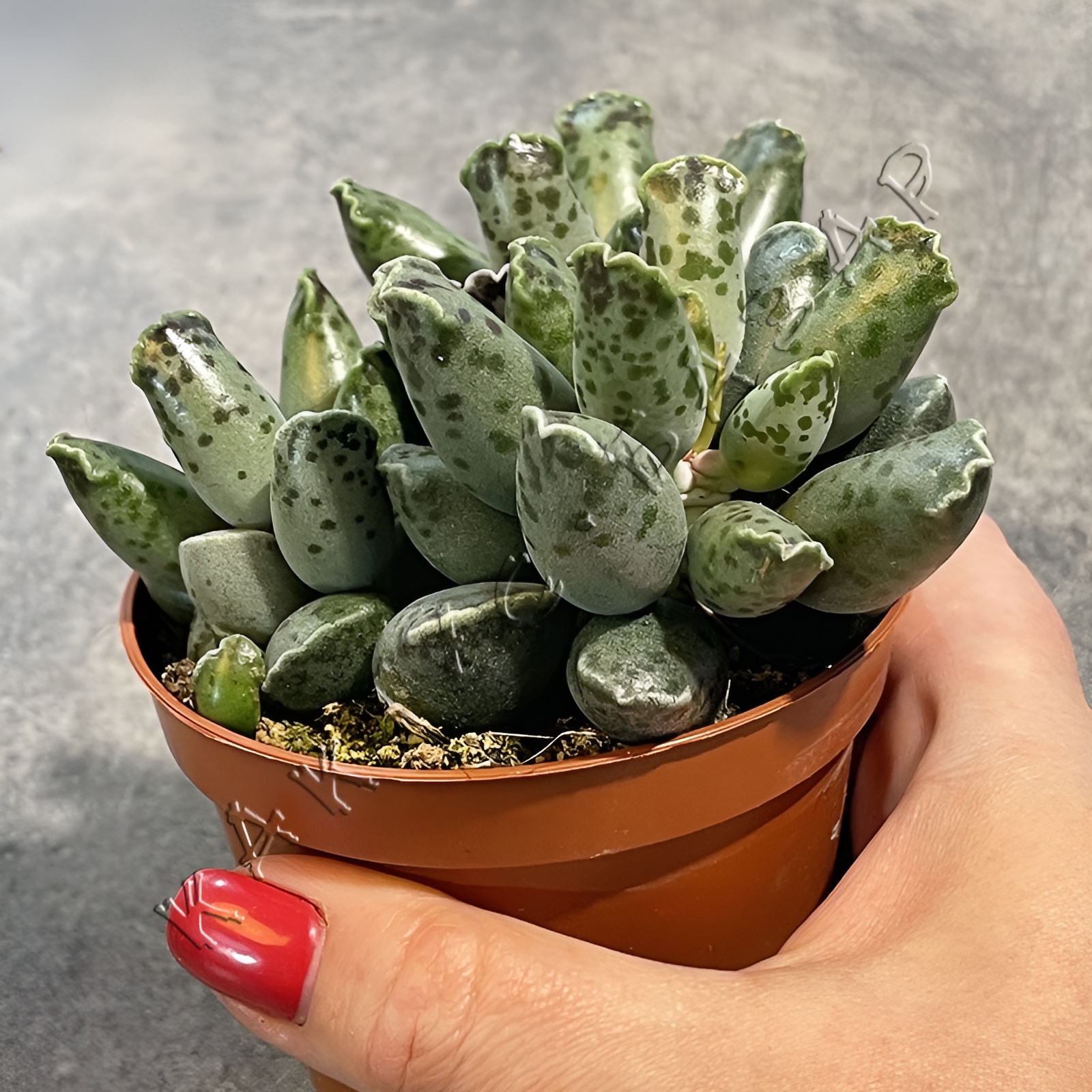 Адромискус Грей (Adromischus Grey) D8см