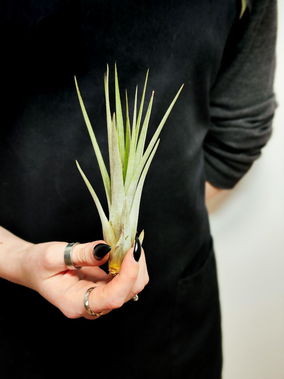 Тилландсия Фасцикулята (Tillandsia Fasciculata)