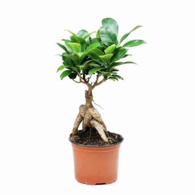 Фикус Микрокарпа (Ficus Microcarpa) D9см