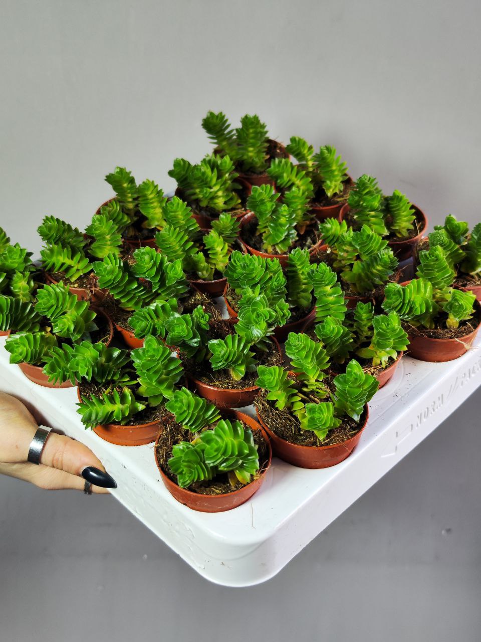 Крассула Эстагнол (Crassula Estagnol) D5см