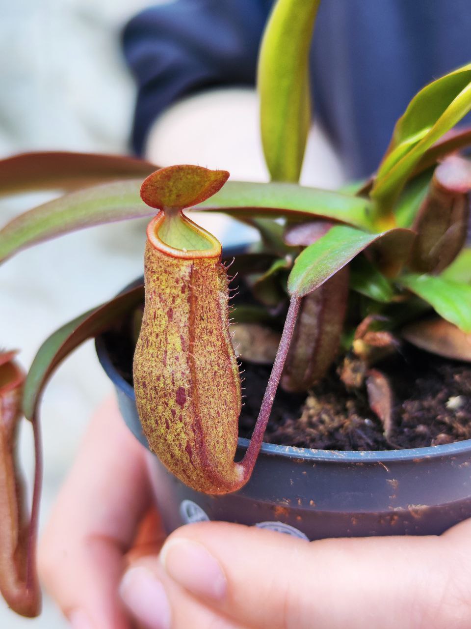Непентес Сангвинея (Nepenthes Sanguinea) D9см