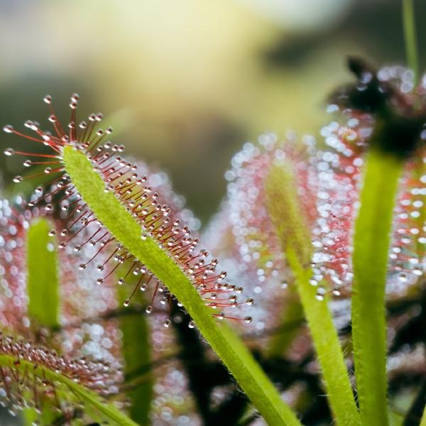 Семена Росянки Капской (Drosera capensis) от 50 шт