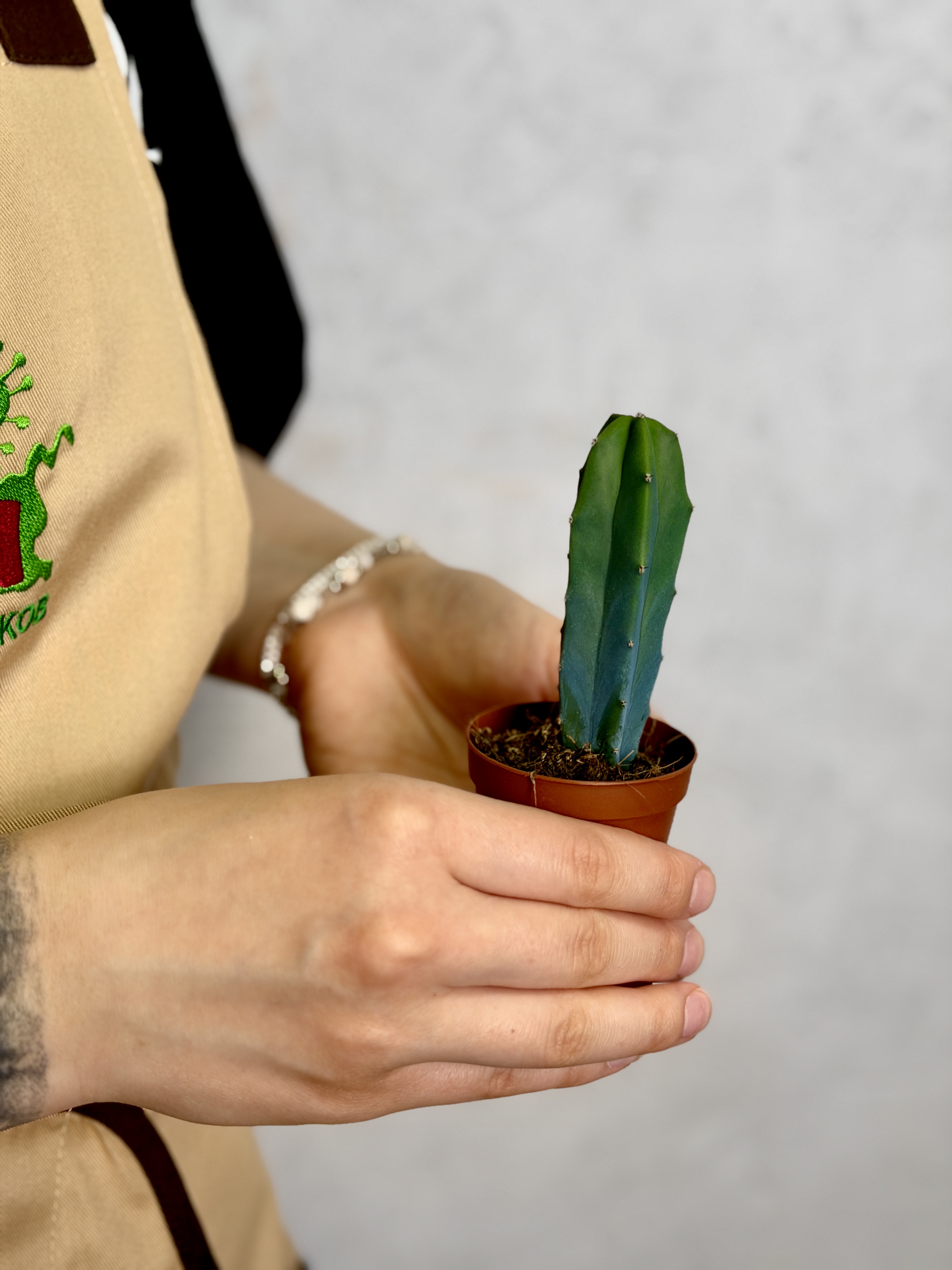 Миртиллокактус Геометрический (Myrtillocactus Geometrizans) D5см