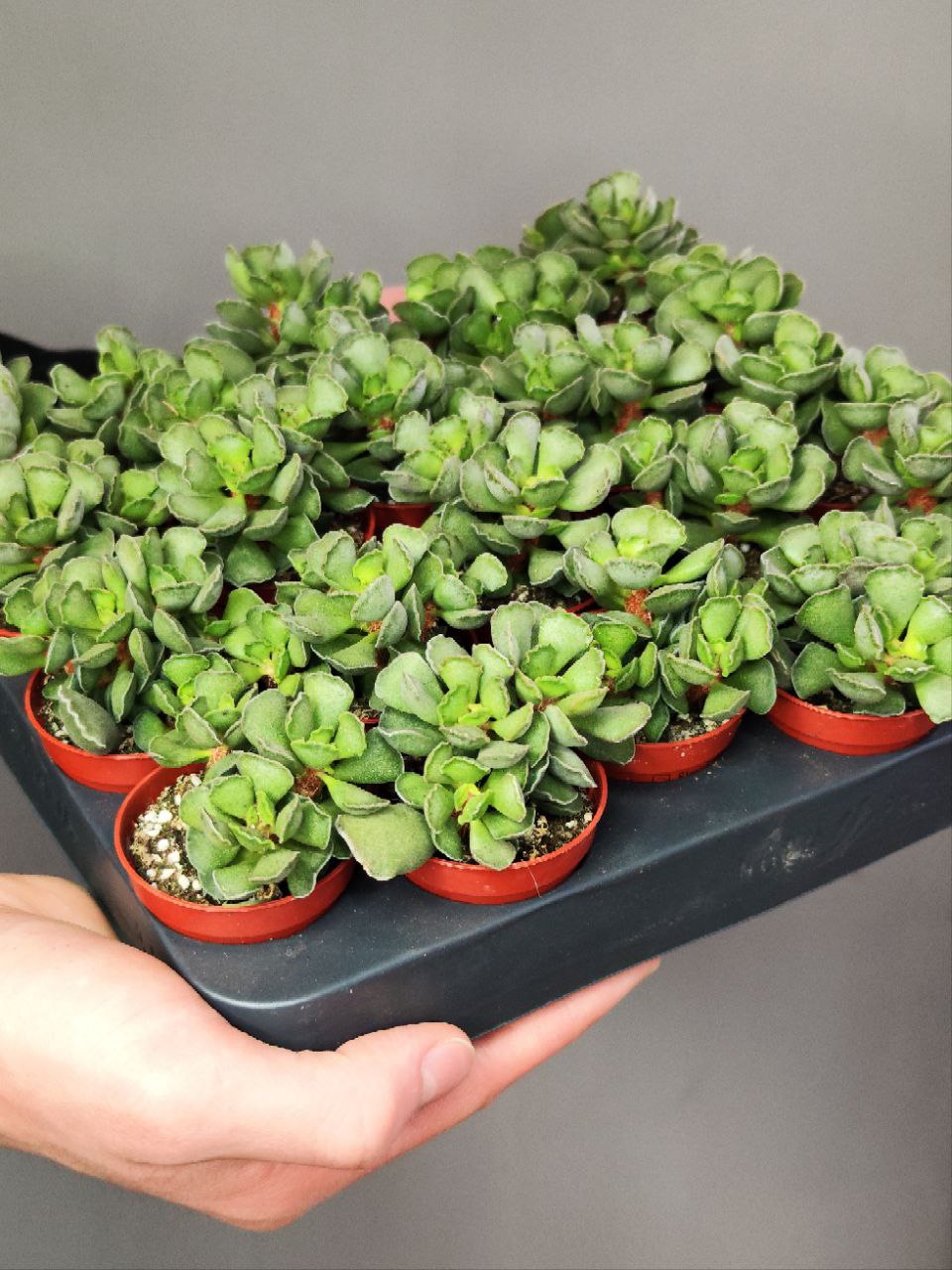 Адромискус Гребенчатый (Adromischus Cristatus) D5см