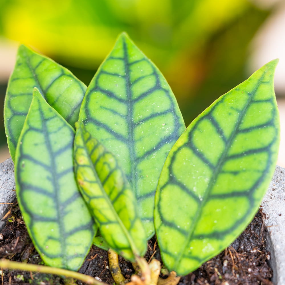 Хойя Каллистофилла (Hoya Callistophylla) D6см