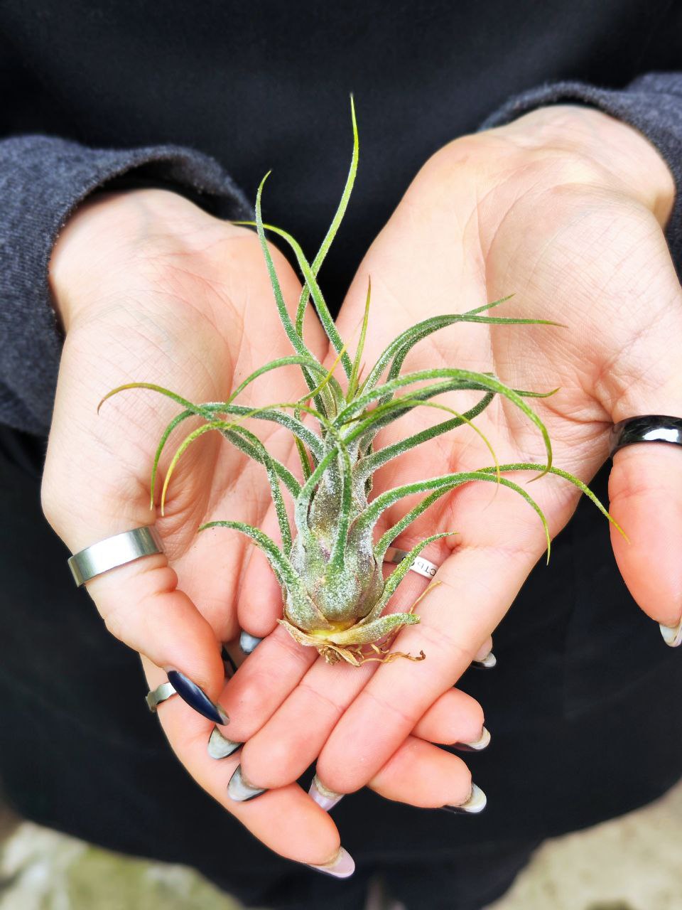 Тилландсия Пруиноса (Tillandsia Pruinosa)