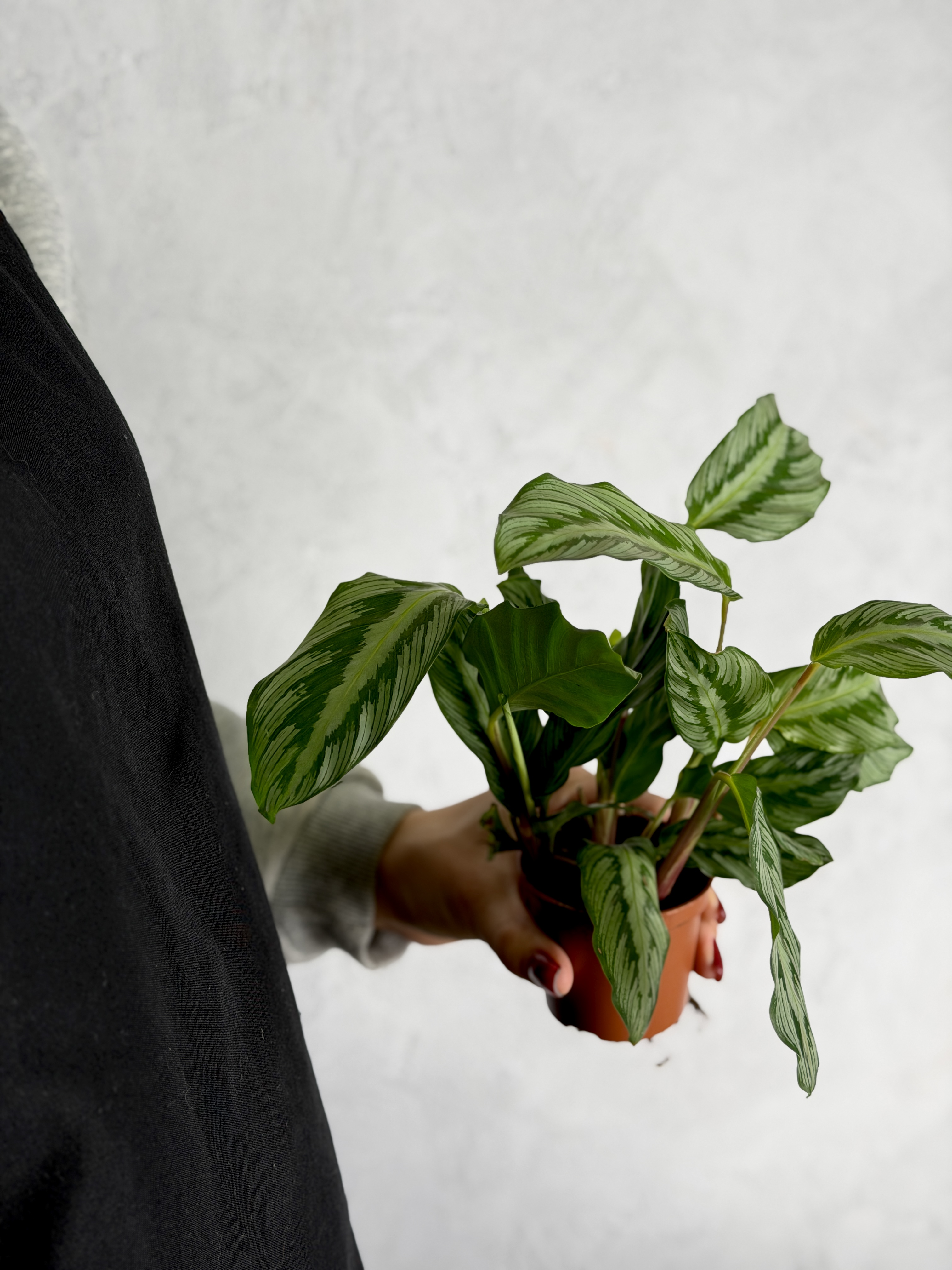 Калатея (Гоппертия) Гибридная (Calathea Hybrid) D7см