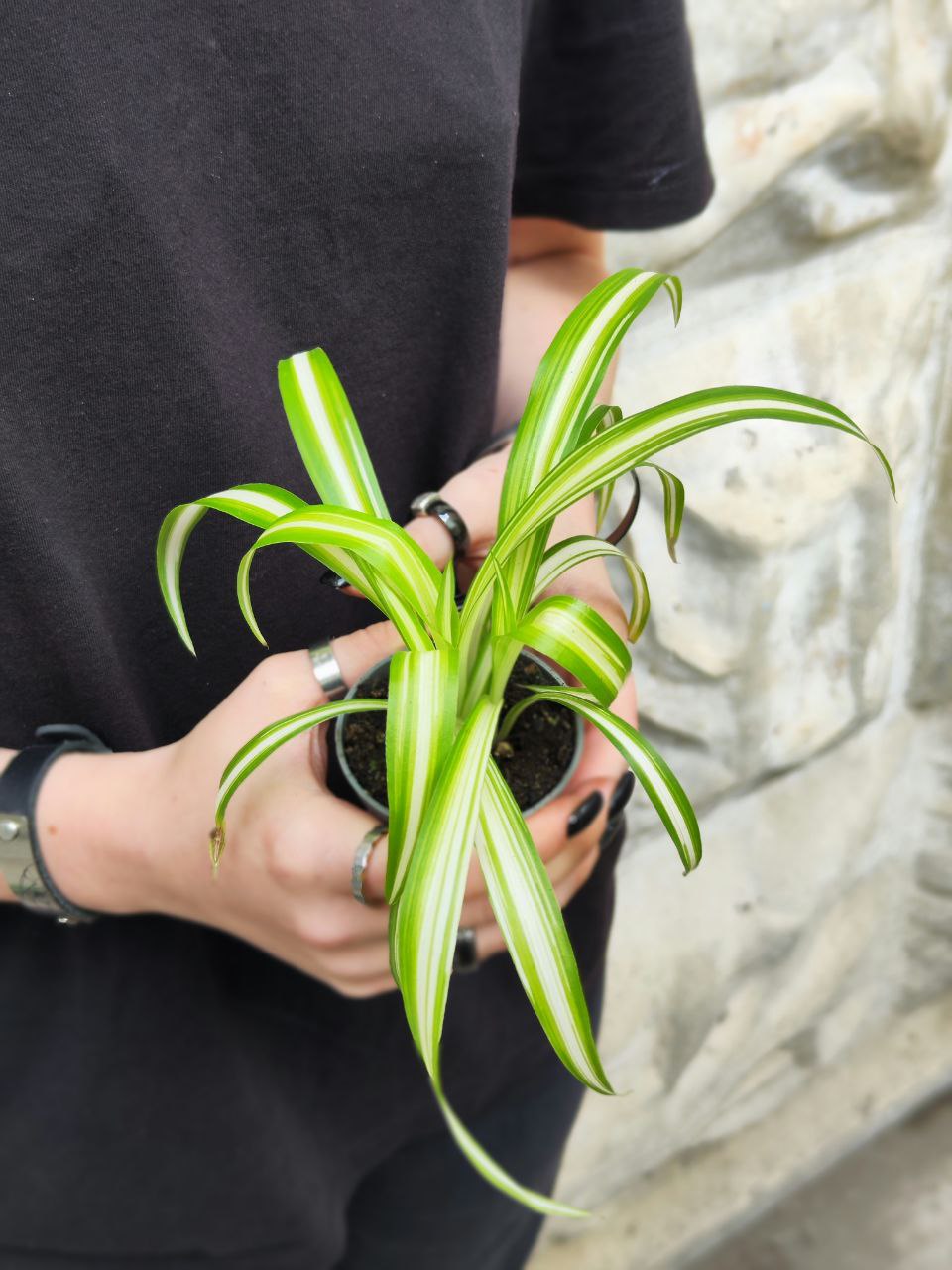 Хлорофитум Вариегата (Chlorophytum Variegatum) D6см