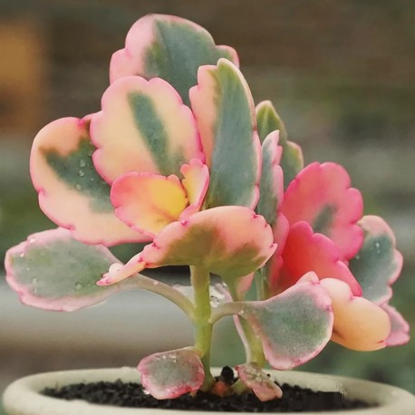 Каланхоэ Федченко Вариегатный (Kalanchoe Fedtschenkoi Variegata) D5см