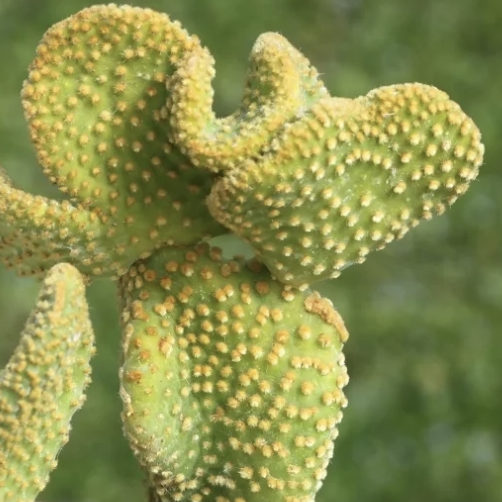 Опунция Микродазис Йеллоу Кристата (Opuntia Microdasys Yellow Cristata) D5см