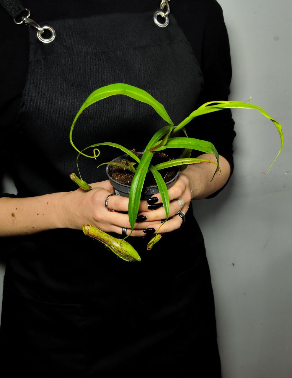 Непентес Грацилис (Nepenthes Gracilis) D9см