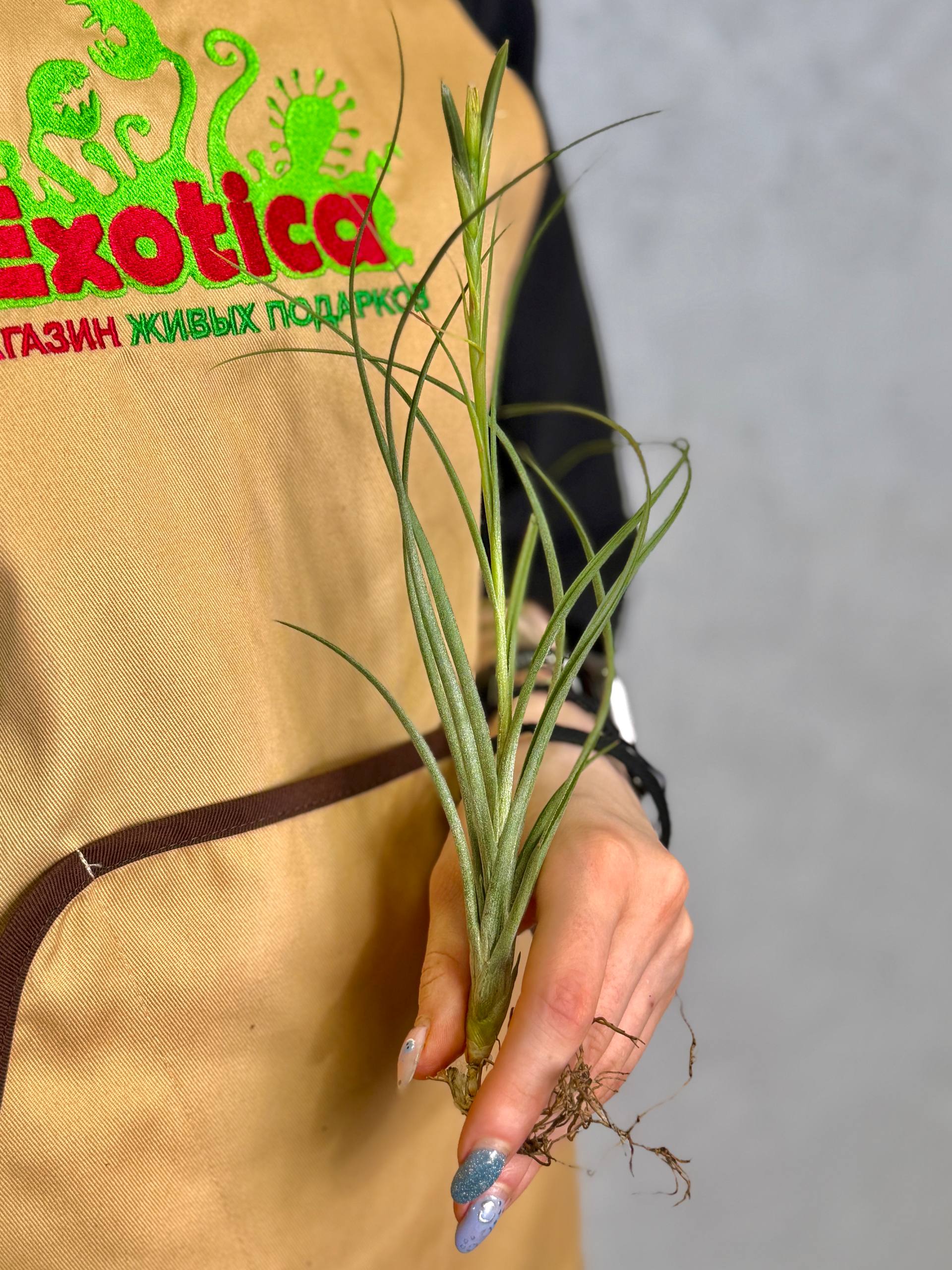 Тилландсия Шидеана (Tillandsia Schiedeana)