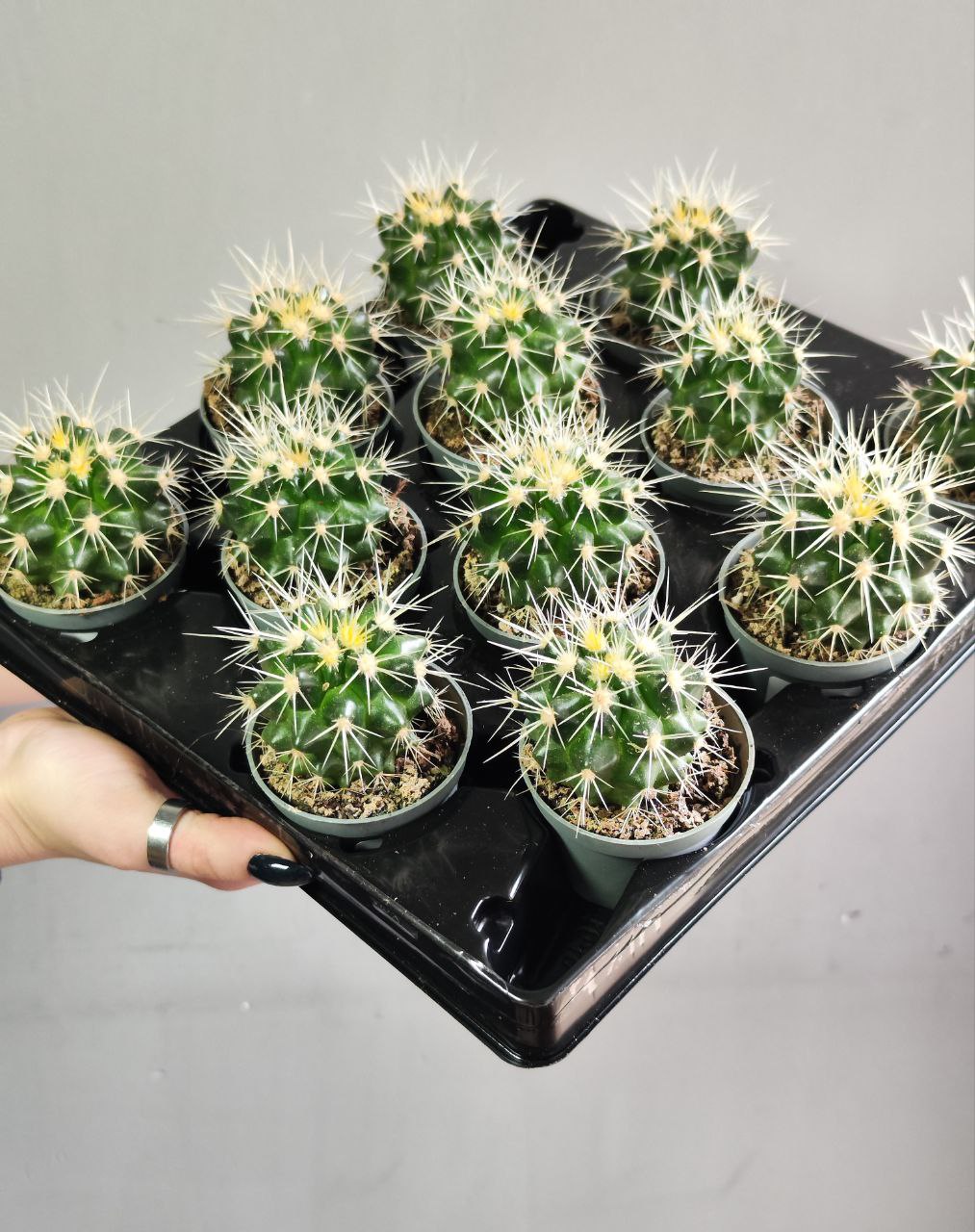 Эхинокактус Грузони (Echinocactus Grusonii) D5см
