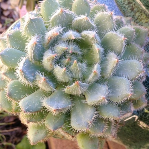 Эхеверия, или эчеверия Грин Вельвет (Echeveria setosa Green Velvet) D5см