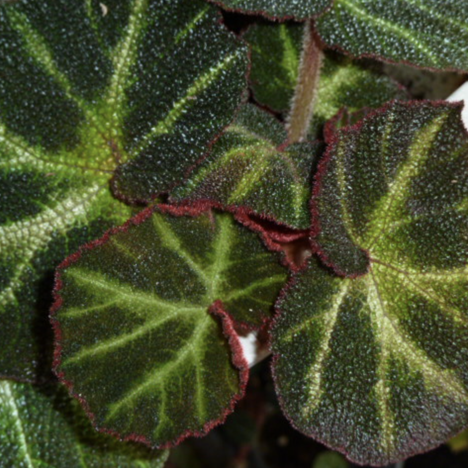 Бегония Соли-Мутата (Begonia Soli-Mutata) D6см