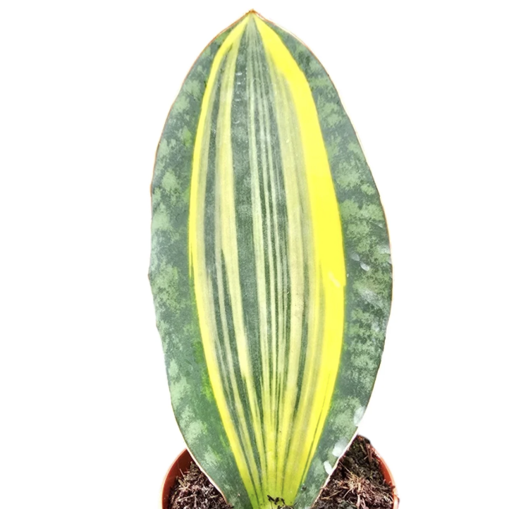 Сансевиерия Масониана Ауреа Вариегата (Sansevieria Masoniana Aurea Variegata) D14см